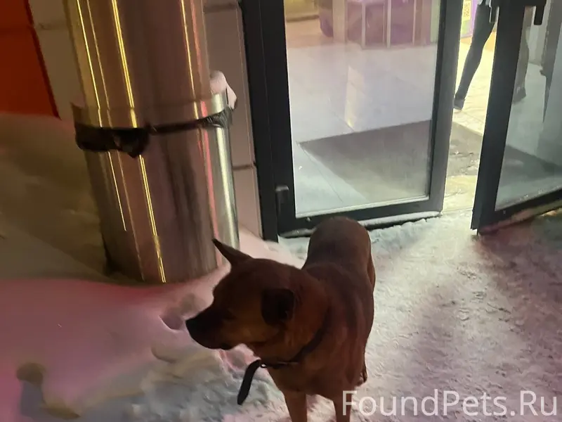 Пропала собака, [место не указано]