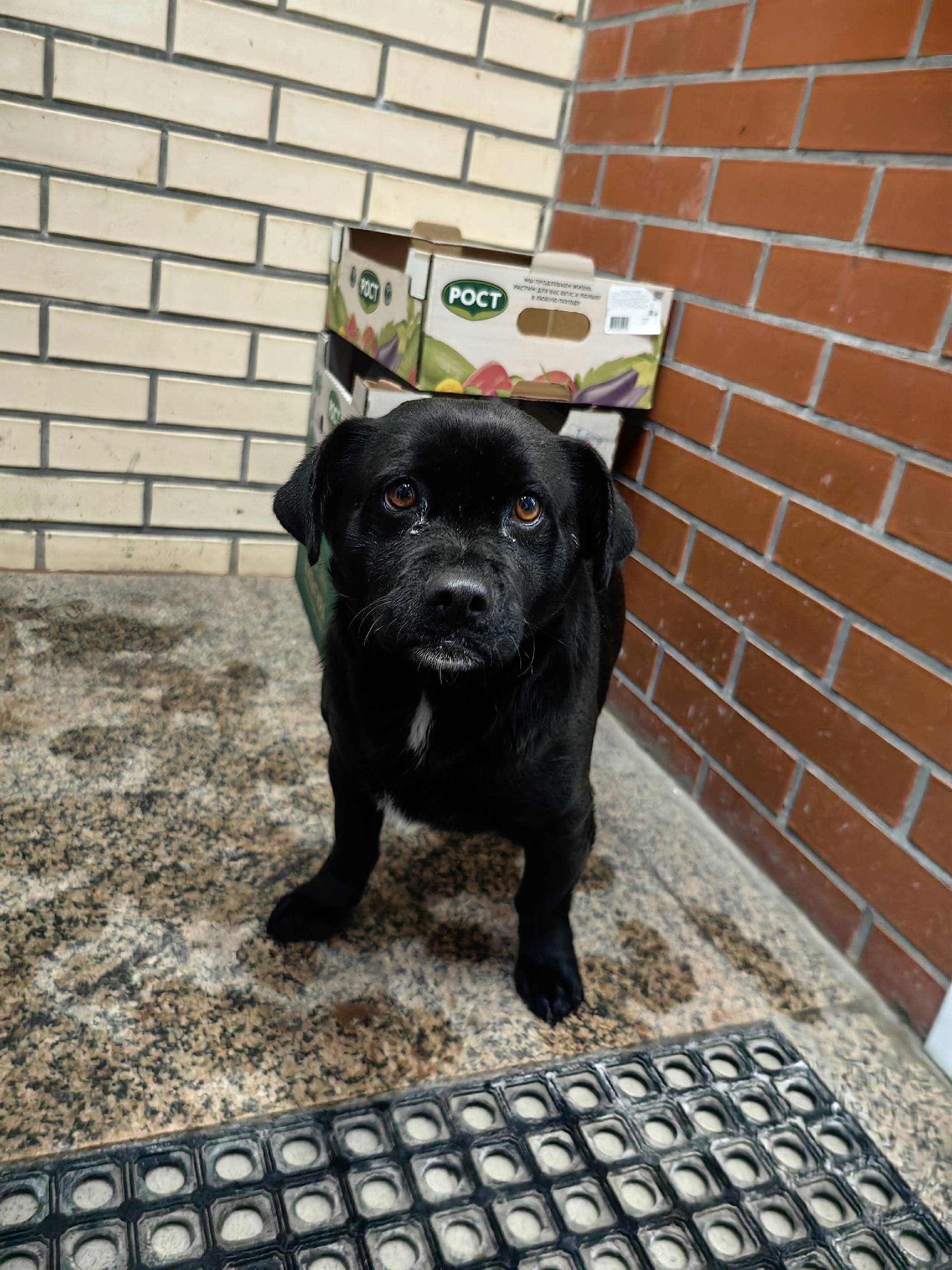 Найден щенок, Браер парк