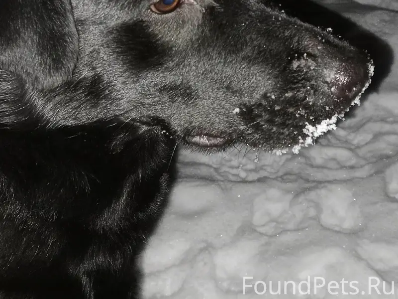 Найденна домашняя собака, Брагино