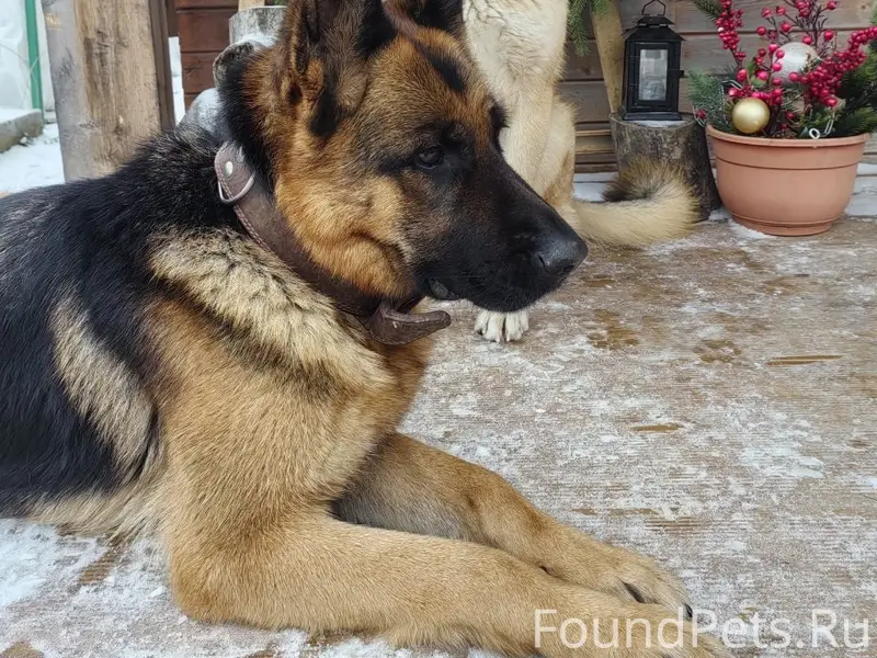 Пропали немецкая овчарка и метис, Афанасово