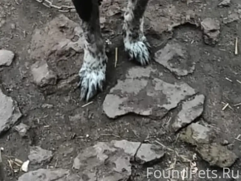 Пропала собака