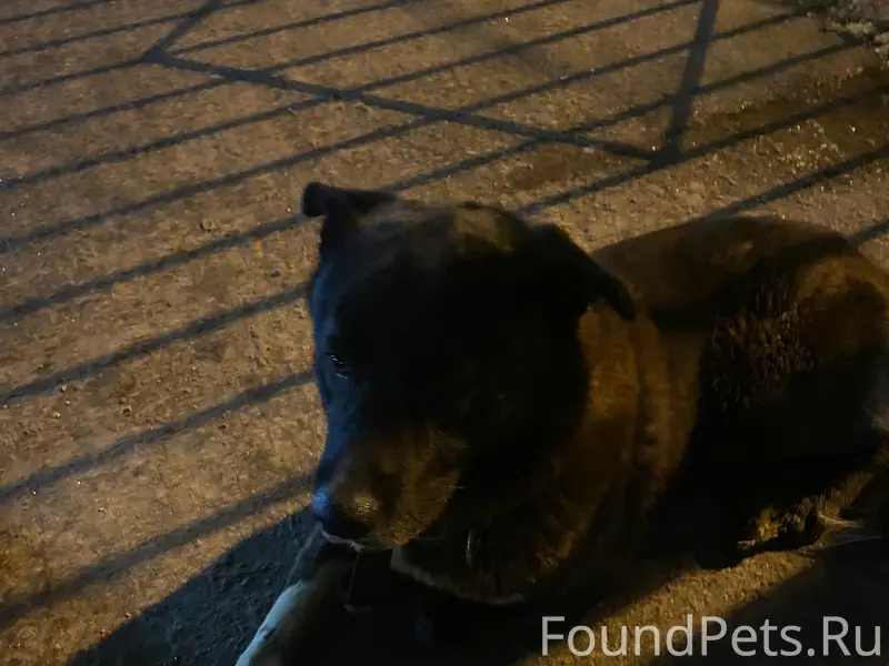 Найден тип собака, район Космонавтов