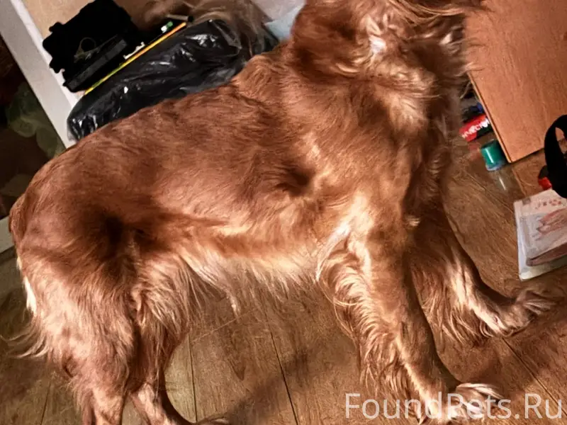 Найден щенок, Невидимка