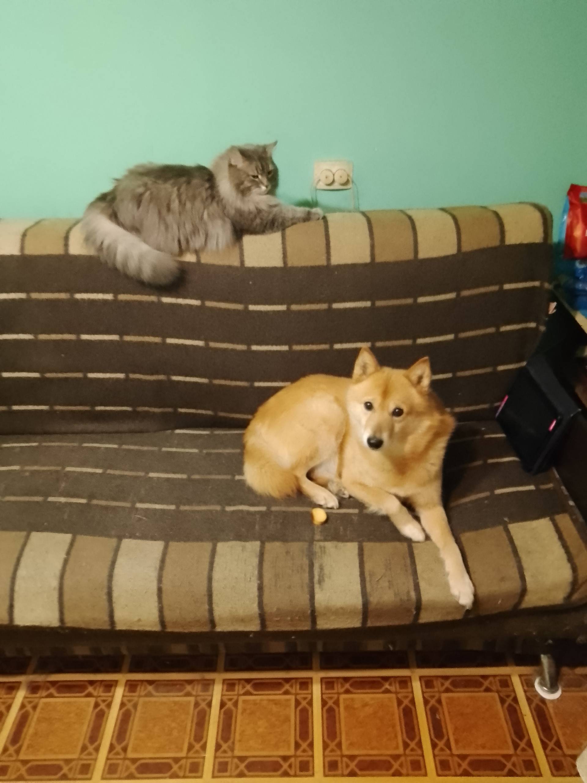 Пропала собака, глуховата, Выползово