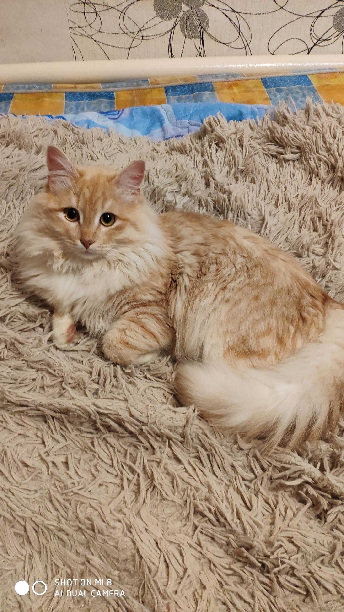 Пропал кот, район Советской, Менделеева