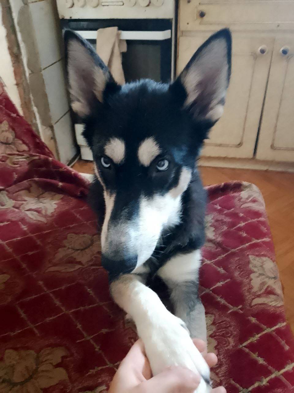 Пропал хаски Миша, посёлок Моршанское