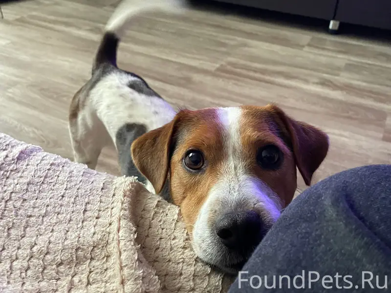 Пропал кобель, со стороны клина