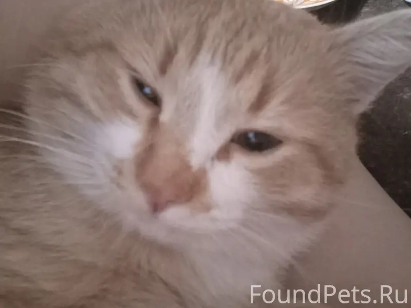 Пропал кот, вознаграждение нашедшему