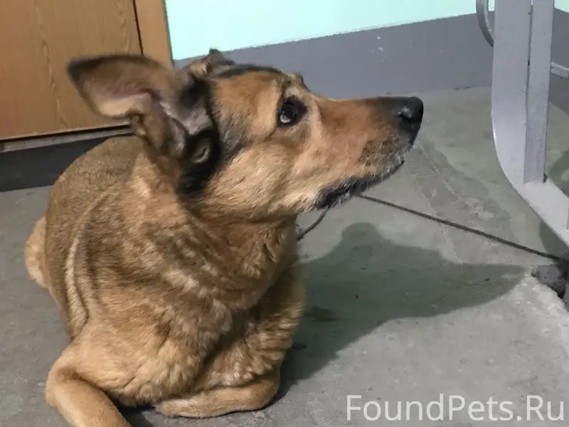 Найден а собака, Новое Девяткино