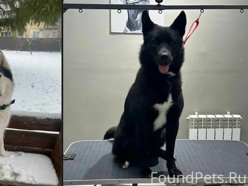 Пропал хаски Джой, Муром