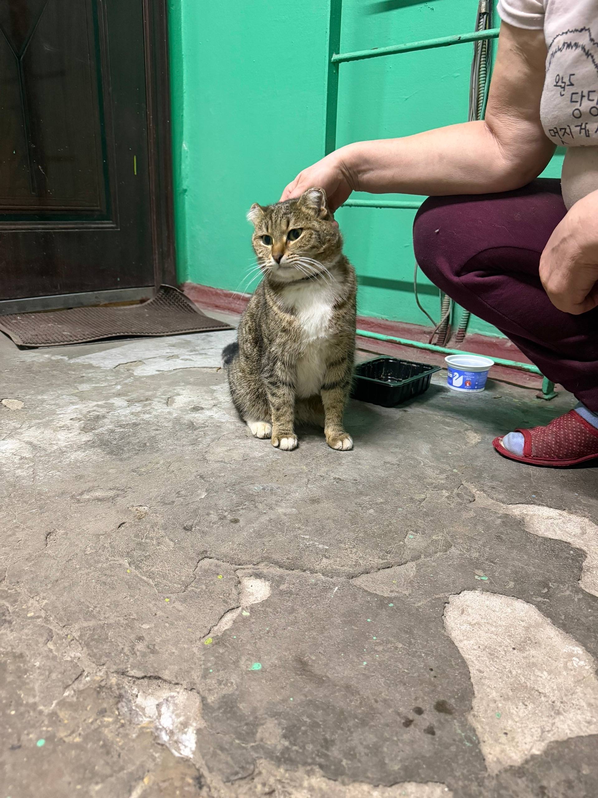 Найден котик, Фокинский район