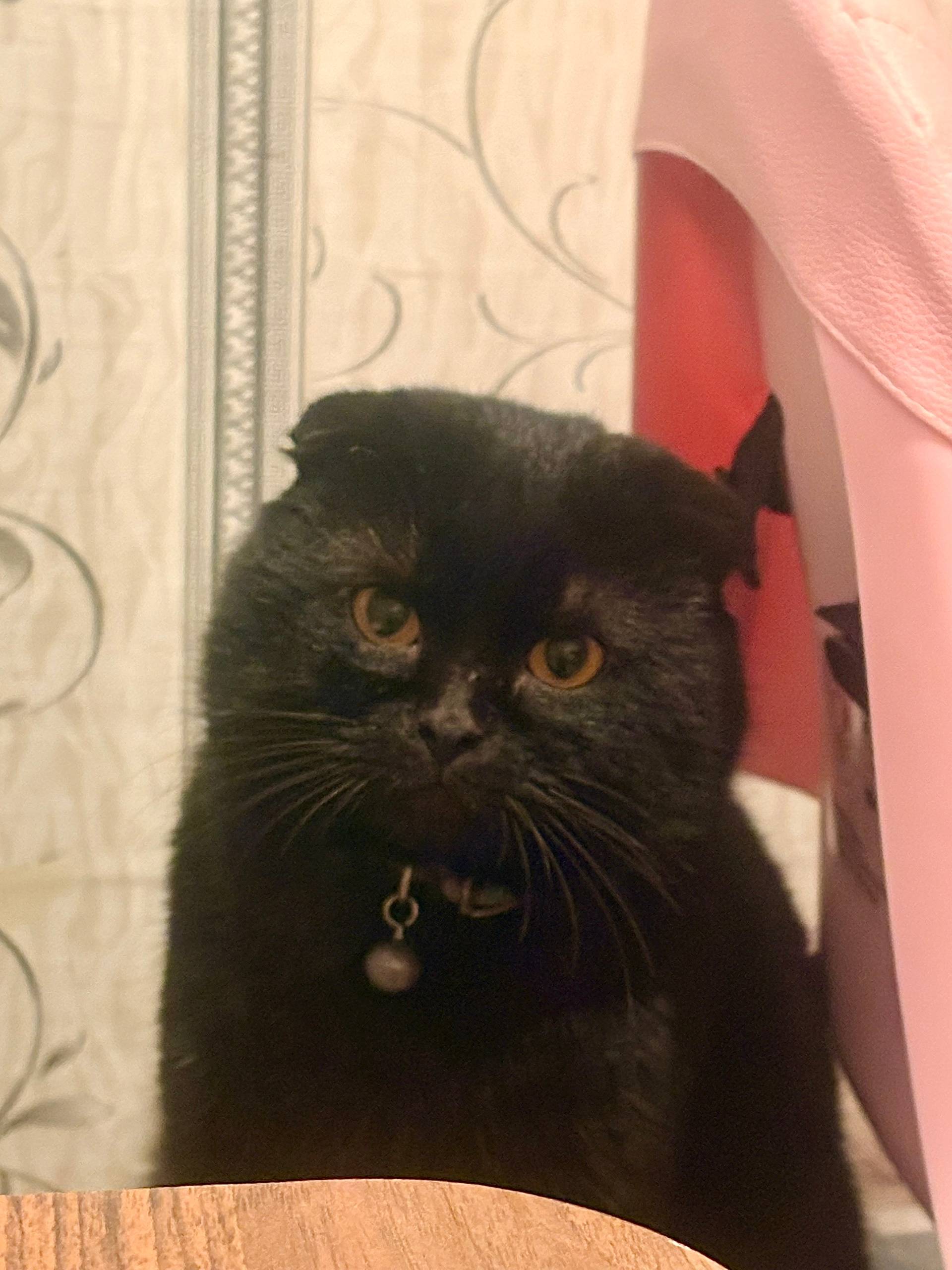 Пропал кот, район 2 школы