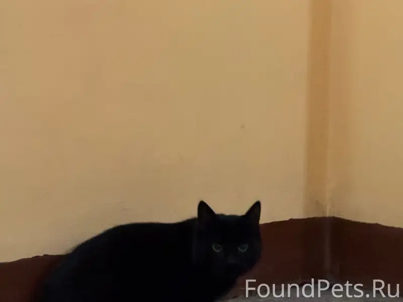 Найден кот без задней лапы, Владимирская/Лиговский