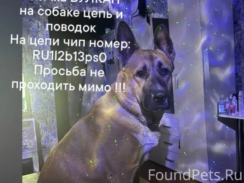 Пропал пёс Вулкан, Ждановский