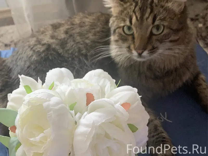 Пропал кот Фиат, район Китайская стена