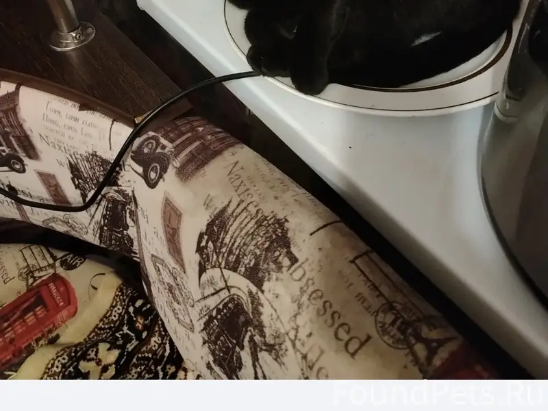 Пропал кот Барсик, Сергиевск район