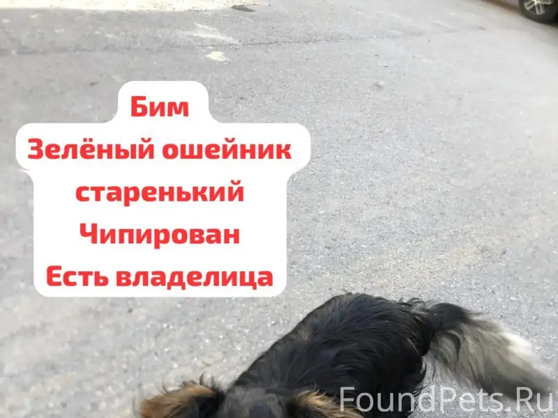 Пропали домашние собаки, Камское устье, Тетюшский район