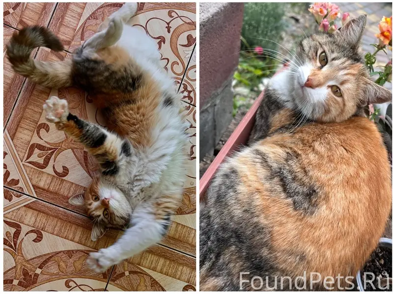 Пропала кошка, Симферополь