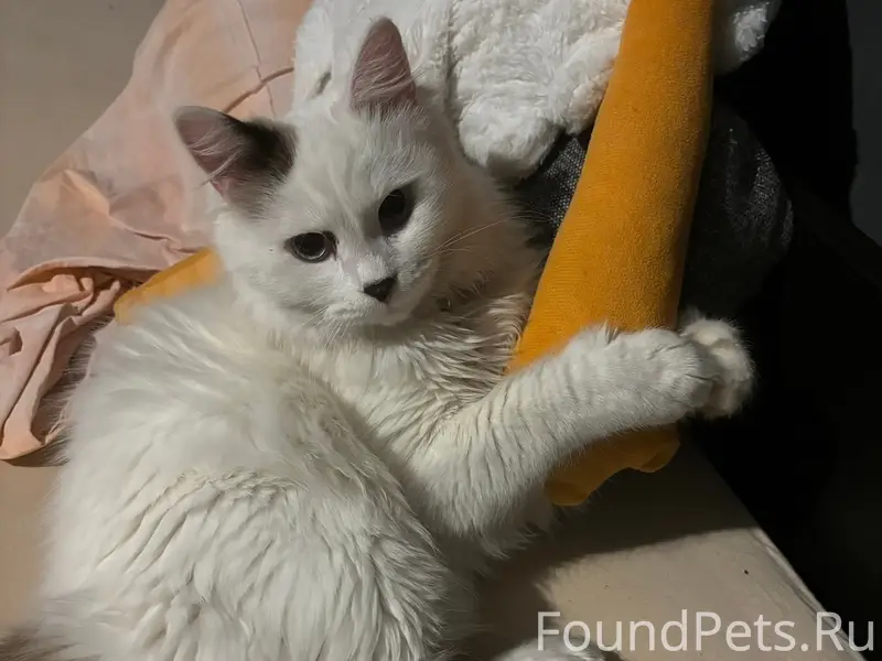 Пропал кот, район выставки