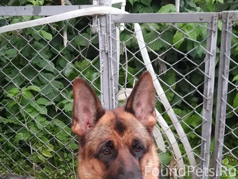 Пропала овчарка Афина, Заводской район Саратова