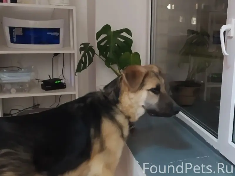 Пропал Рекс (возможно Мухтар), овчарка, Красный Мост