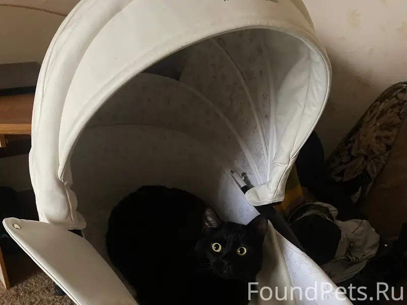 Пропал кот Тишка, Ул. Капитана Лямина 3