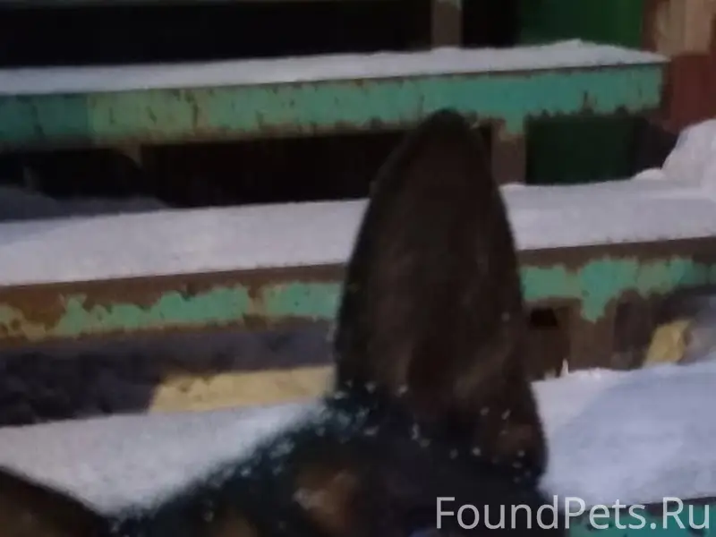 Найденна собака, лежит на Кирова 98