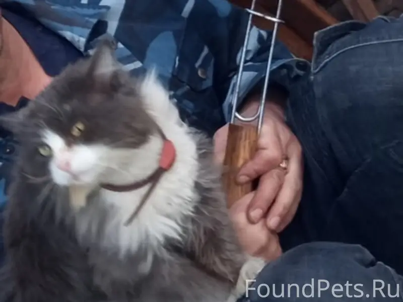 Пропал кот Пуша