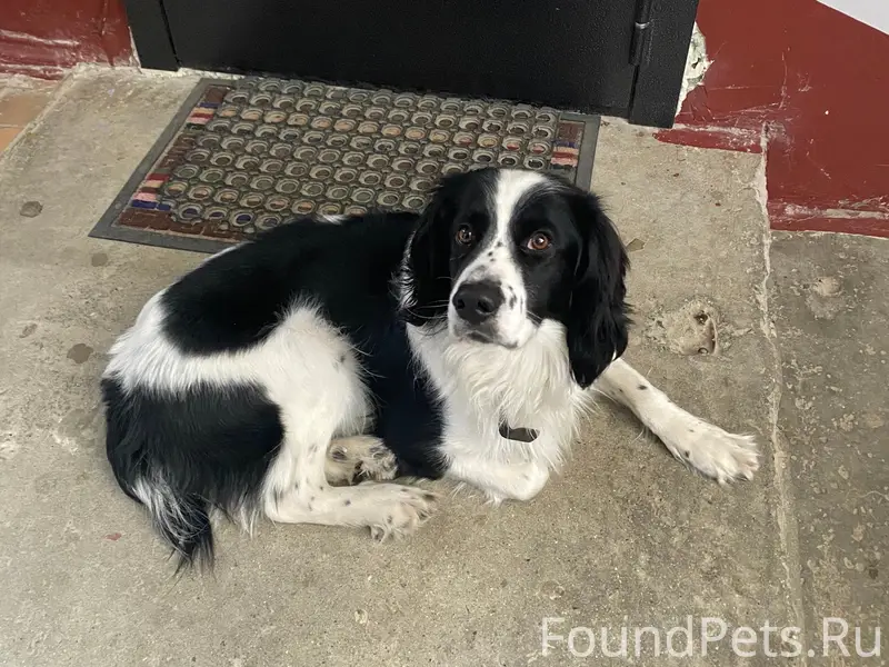 Найден тип собака, ул. Речная 145