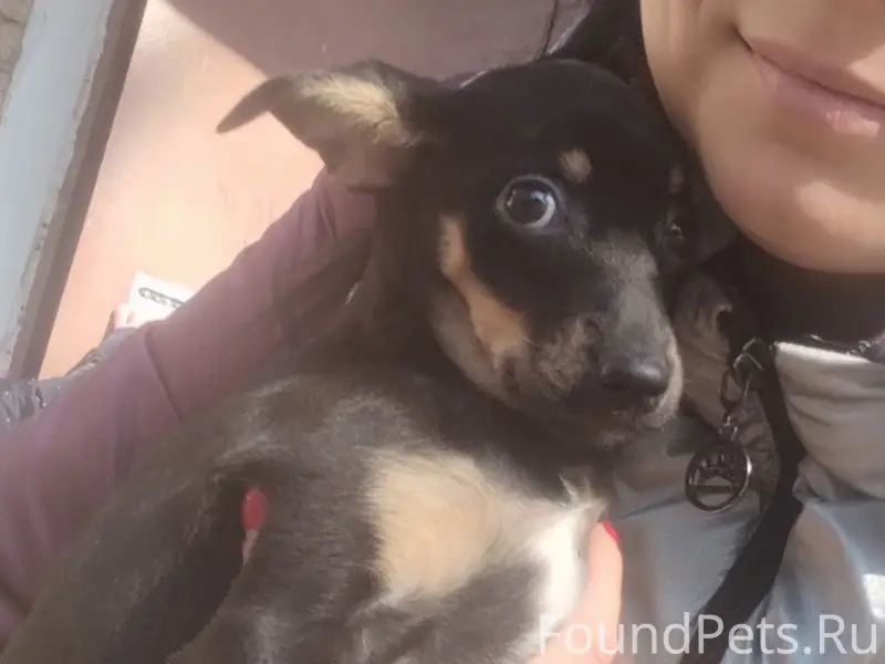 Пропала маленькая собака, район 25 школа