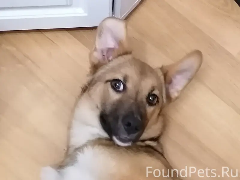Найден щенок-девочка, г. Липецк