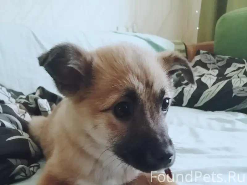 Найден щенок девочка в ошейнике, Курск
