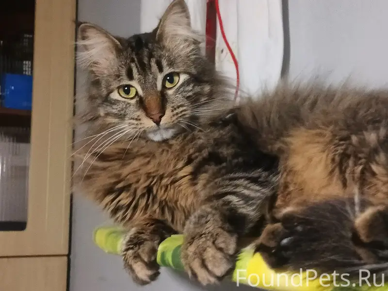 Пропал кот Копирка, Петровка