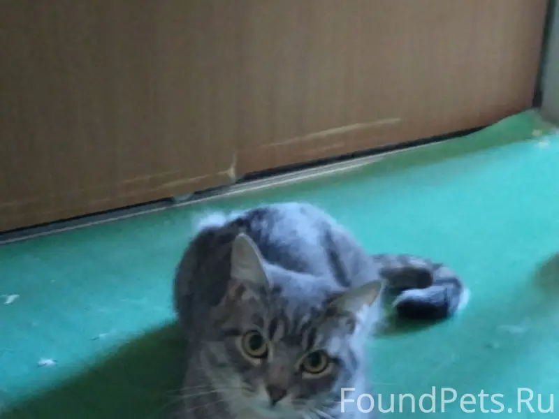 Найден котик, Молодёжная
