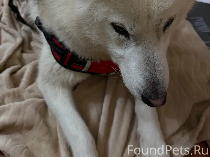 Найдена собака-девочка