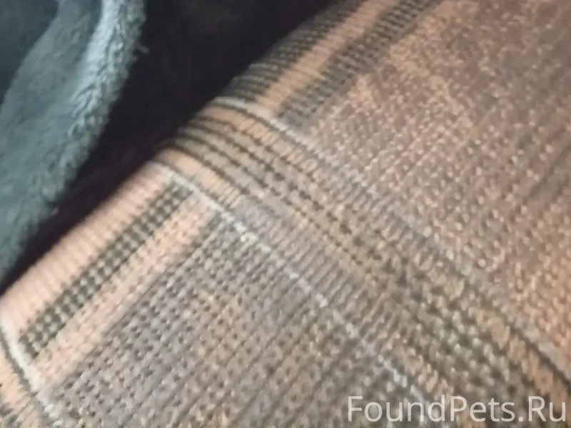 Пропал мейн-кун Барс, ул. Кавказ