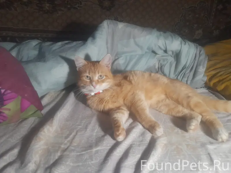 Пропал котёнок, верните за вознаграждение