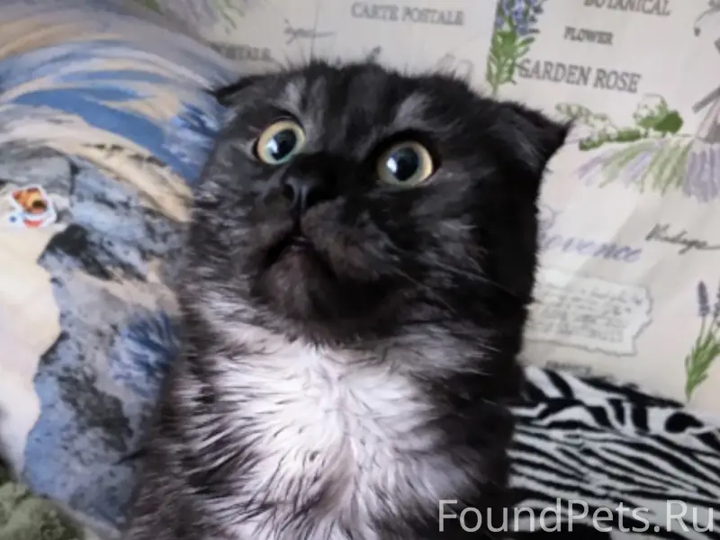 Пропал котёнок Пуся, район улицы Кирова