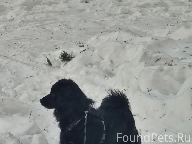 Пропала чёрная собака Яся, Климовск
