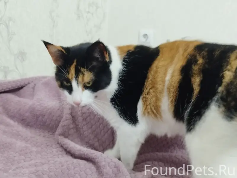 Пропала кошка Нюся, пересечение ул. 13 Ноября и Токарева