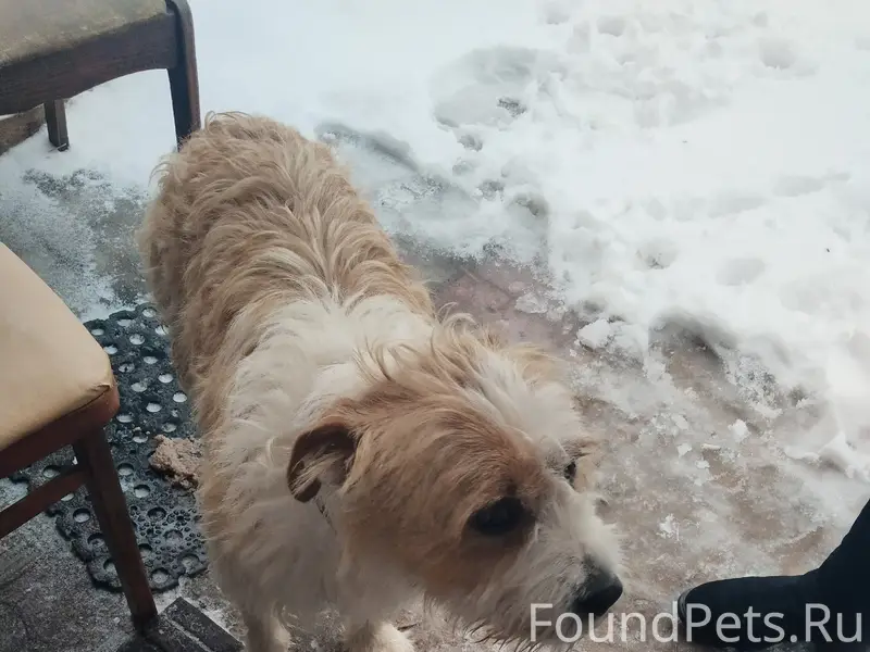 Пропал щенок, Самара, район больницы