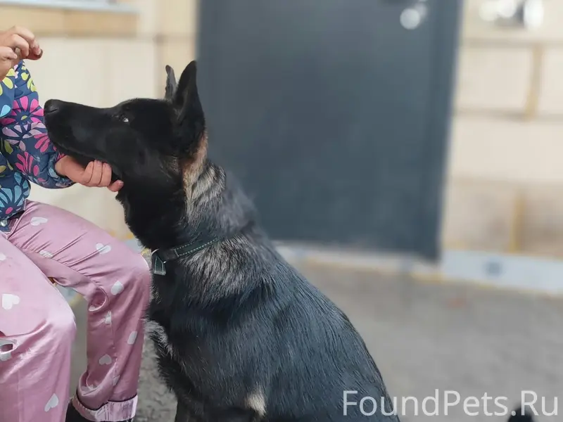 Пропала собака Туча, снт 172 км