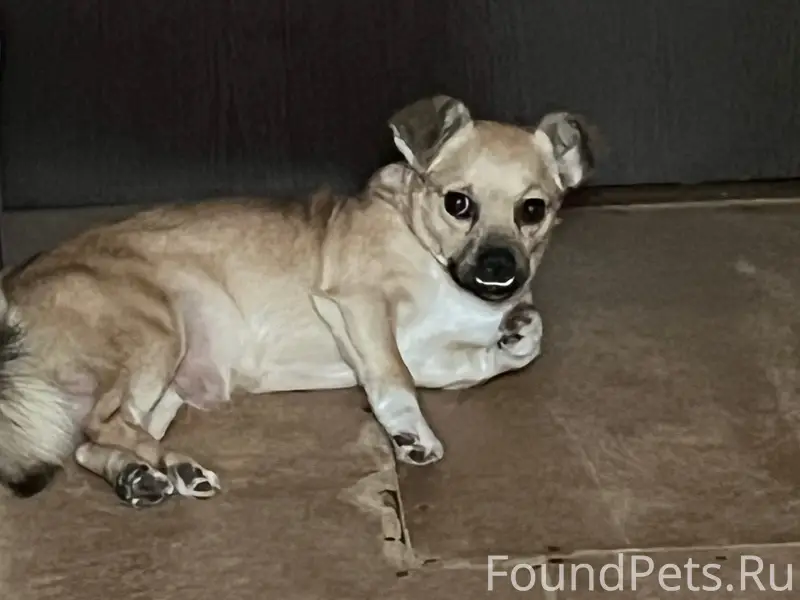 Пропала собака Джерси, Первомайская