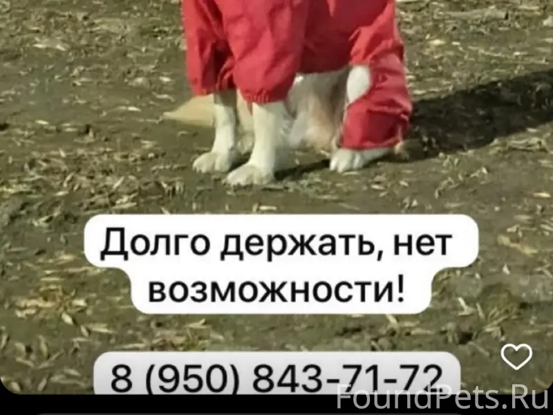 Найден тип собака, место не указано