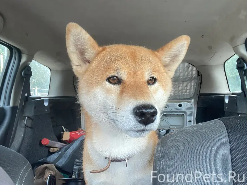 Пропал Сиба Ину Рик, П Ивняки