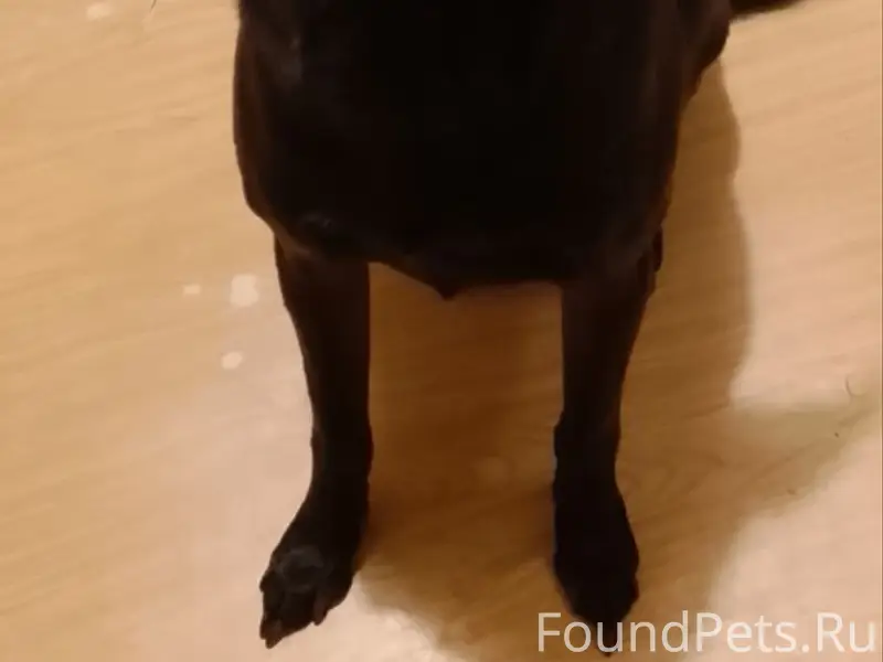 Пропал пёс, около Октябрьской 16