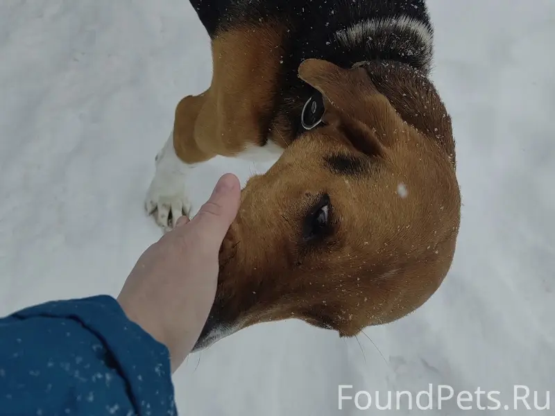 Пропала домашняя собака, Якеевская промбаза