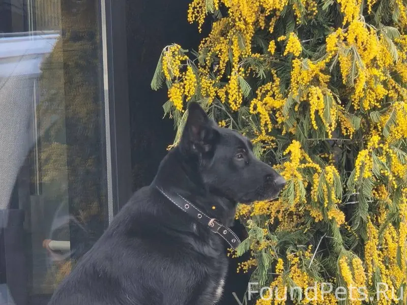 Пропала овчарка, Белгород, Харьковская гора