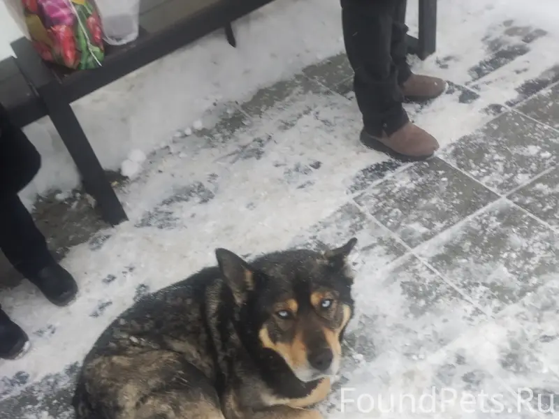 Найден пёс, остановка Дворец