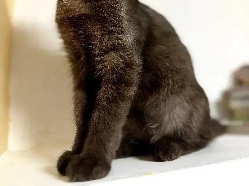 Пропала кошка шоколадного окраса, улица Коммунистическая